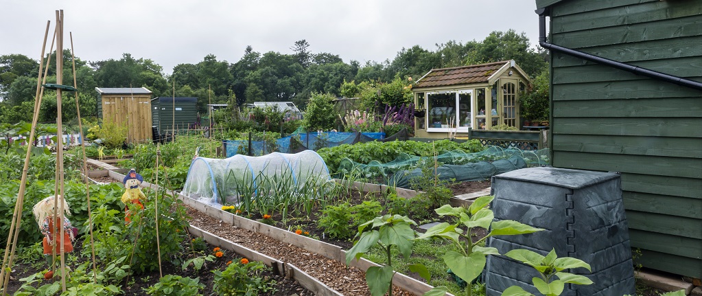 allotments in Aden Country Park