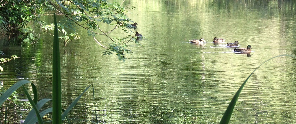 Ducks on Aden Lake