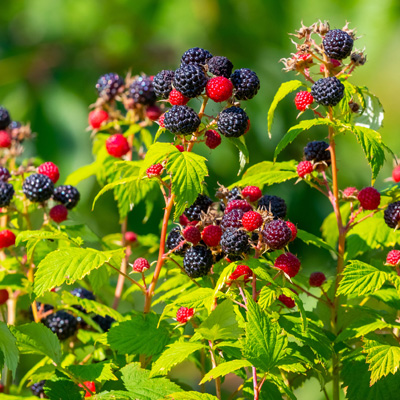 Seedy Sunday | Aden Country Park