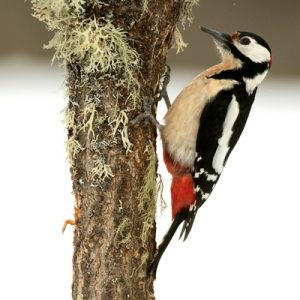 GREATSPOTTED WOODPECKER