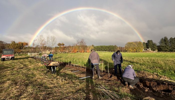 Aden-Hedge-Planting