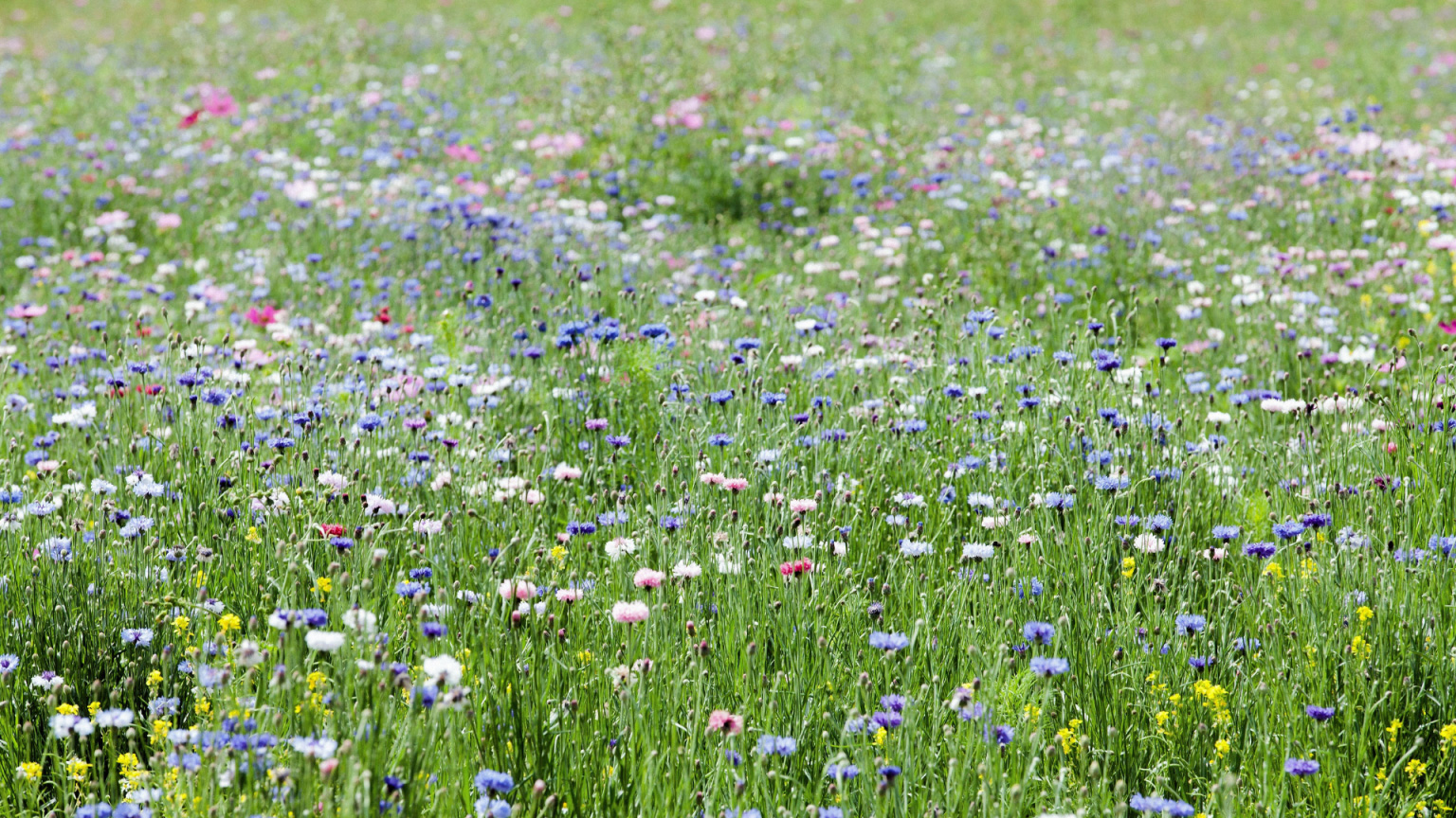 Wildflowers