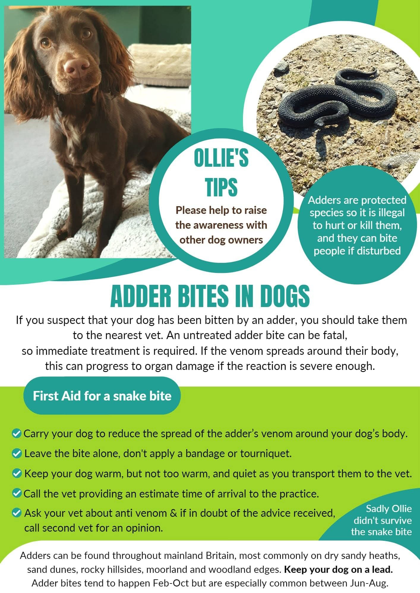 Adder bites in dogs
